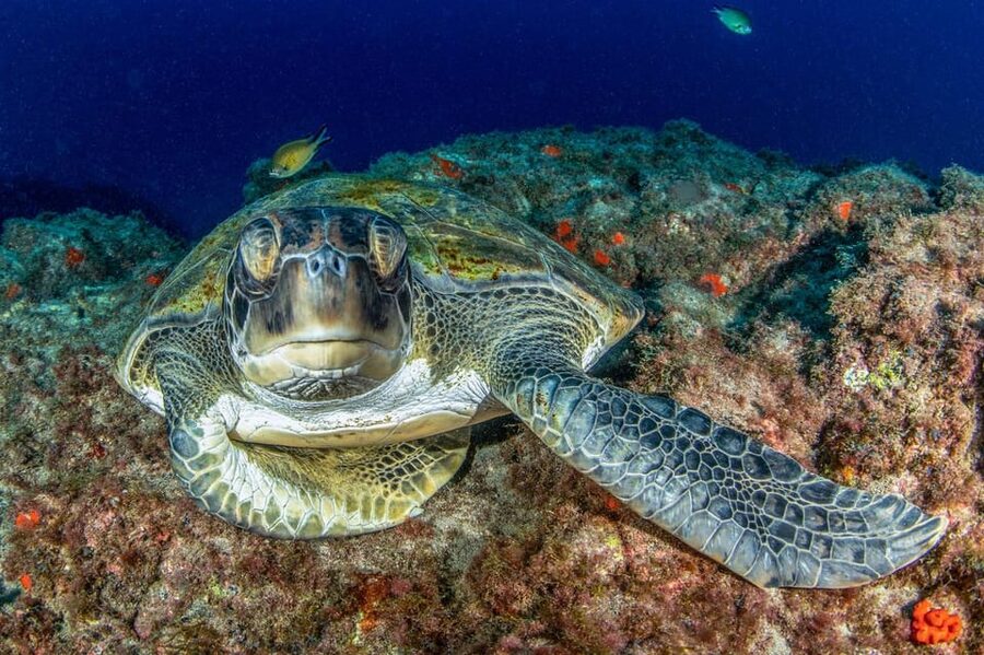 Tenerife: Scuba Diving Experience for Every Level - Key points to know before you book