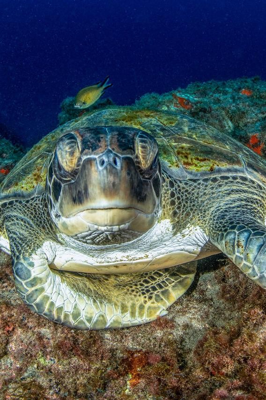 Tenerife: Scuba Diving Experience for Every Level - Why this Tenerife scuba experience works for beginners