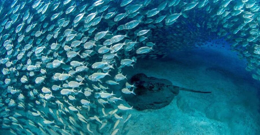 Tenerife: Scuba Diving Experience for Every Level - The briefing and shallow-water practice