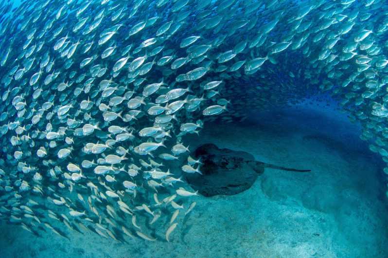 Tenerife: Scuba Diving Experience for Every Level - Equipment, photos, and what is included