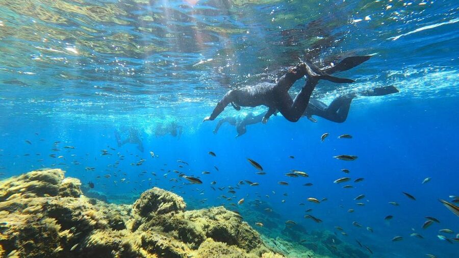 Tenerife: Snorkeling Tour in a Marine Protected Area - Following the reef for 50 minutes