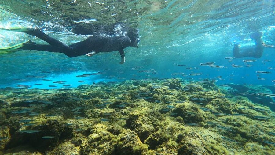 Tenerife: Snorkeling Tour in a Marine Protected Area - What you might see beneath the surface