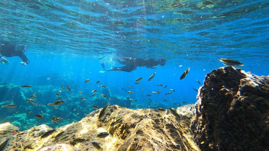 Tenerife: Snorkeling Tour in a Marine Protected Area - Why the small group matters