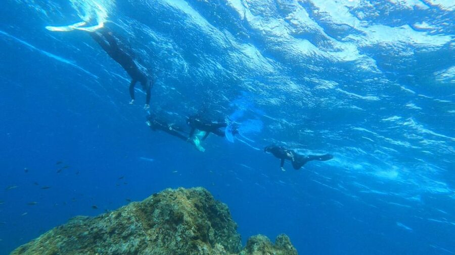 Tenerife: Snorkeling Tour in a Marine Protected Area - Is $45 good value for two hours?