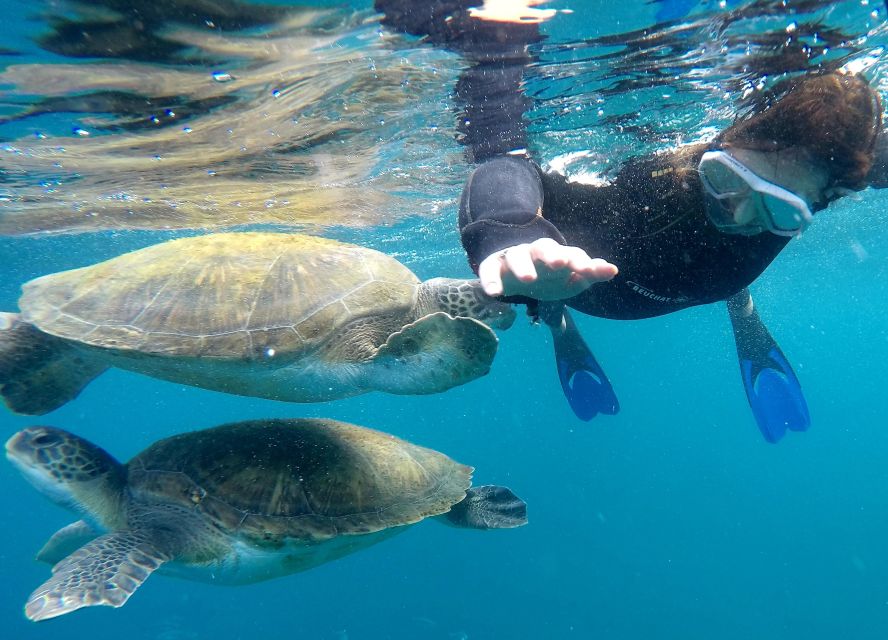 Tenerife: Snorkeling Trip in a Turtle Habitat - Quick facts about the Puerto Colón outing