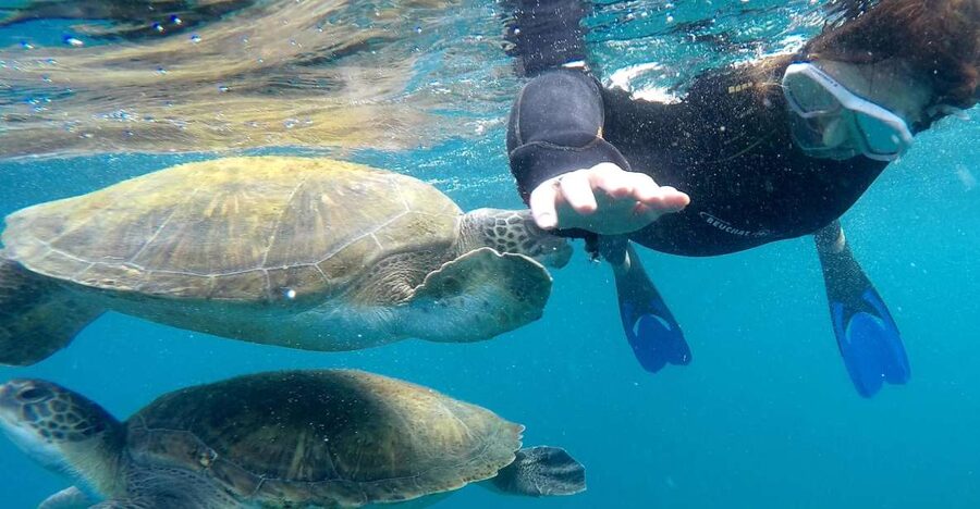 Tenerife: Snorkeling Trip in a Turtle Habitat - Meeting the team at Puerto Colón