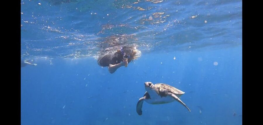 Tenerife: Snorkeling Trip in a Turtle Habitat - The 15-minute speedboat run along Tenerife’s coast
