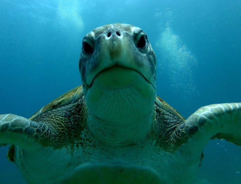 Tenerife: Snorkeling Trip in a Turtle Habitat - What the guides do well