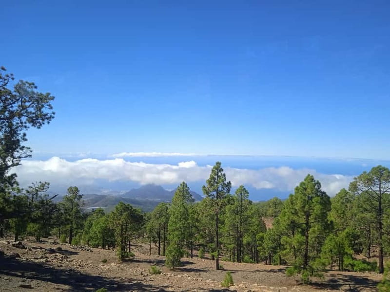 Tenerife: Teide, Icod de los Vinos & Garachico Full Day Tour - Icod de los Vinos and the thousand-year dragon tree
