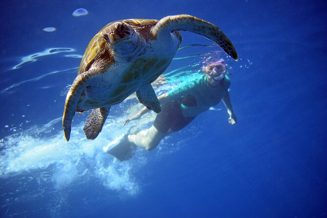 Tenerife: Turtle & Dolphin Kayak Tour with Snorkel & Wetsuit - Key points to know before booking