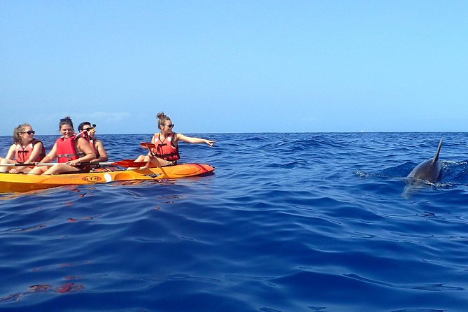 Tenerife: Turtle & Dolphin Kayak Tour with Snorkel & Wetsuit - The snorkeling stop and what you may see