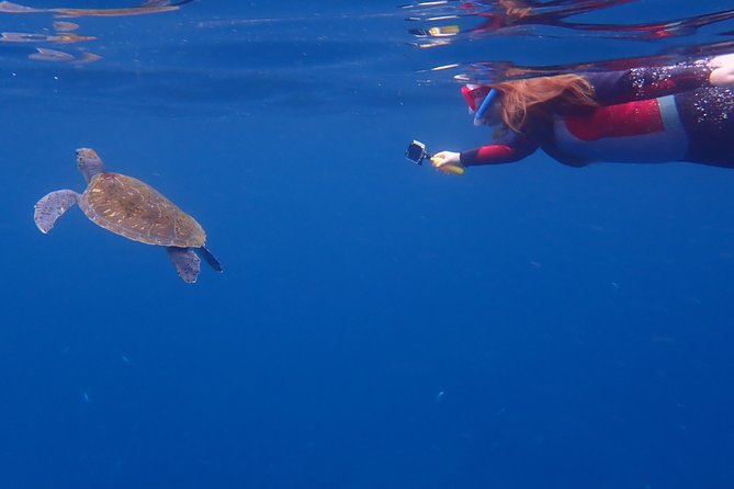 Tenerife: Turtle & Dolphin Kayak Tour with Snorkel & Wetsuit - Is $42.33 good value?