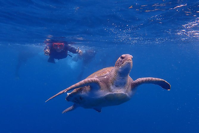 Tenerife: Turtle & Dolphin Kayak Tour with Snorkel & Wetsuit - Getting comfortable in the kayak