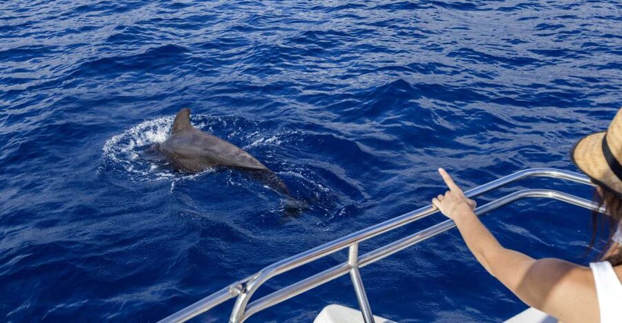 Tenerife: Whale and Dolphin Watching Tour by Sailboat - Key points to know before you book