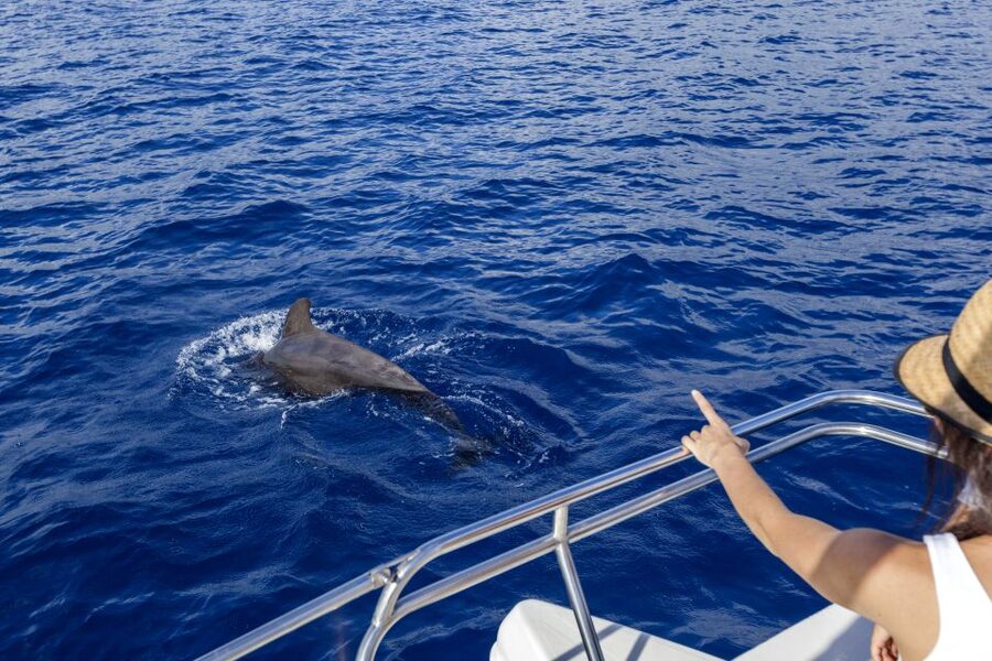 Tenerife: Whale and Dolphin Watching Tour by Sailboat - Leaving Puerto Colón for Costa Adeje