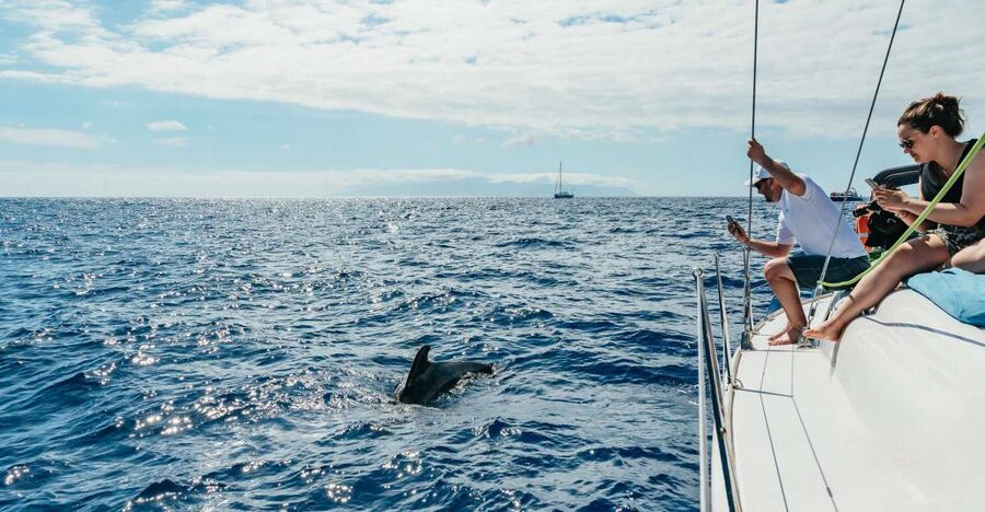 Tenerife: Whale & Dolphin Watching with Drinks and Snacks - Key points at a glance