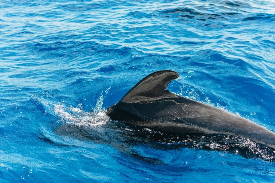 Tenerife: Whale & Dolphin Watching with Drinks and Snacks - Setting Sail From Puerto Colón