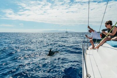 Whale & Dolphin Watching with Drinks and Snacks