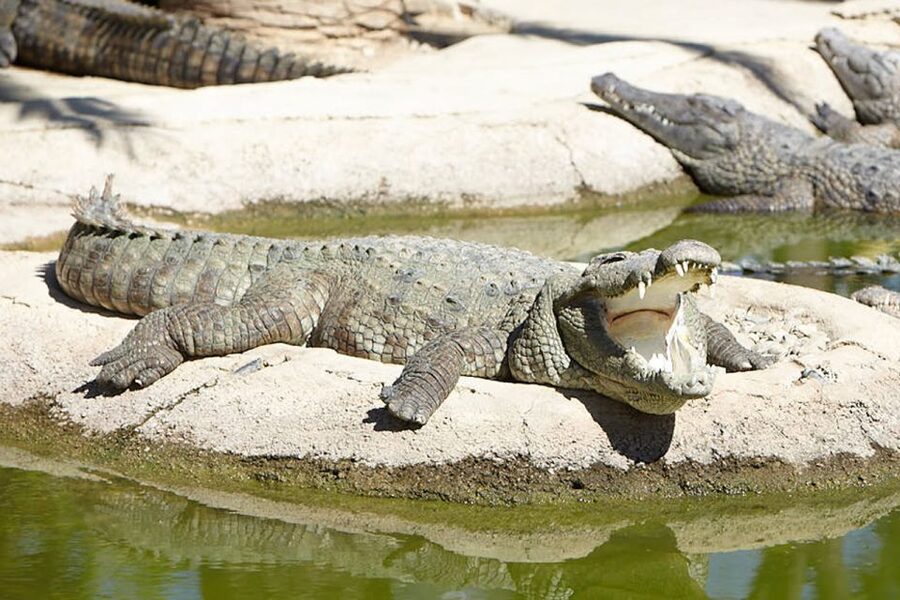 Torremolinos: Crocodile Park Entrance Ticket - The first crocodile enclosures