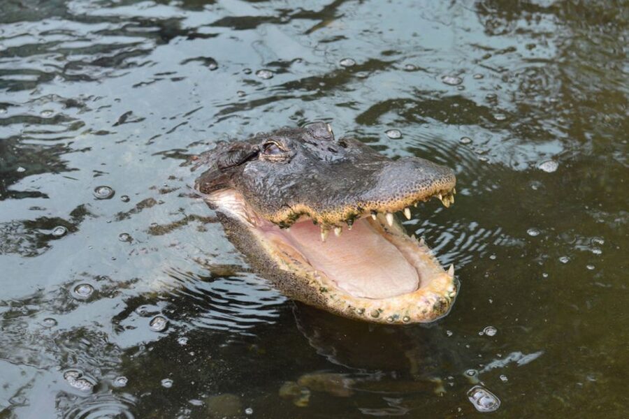 Torremolinos: Crocodile Park Entrance Ticket - Baby crocodiles and extra photo opportunities