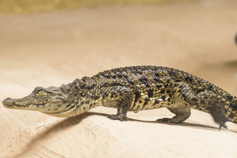 Torremolinos: Crocodile Park Entrance Ticket - Tortoises, turtles, and the surprise extras