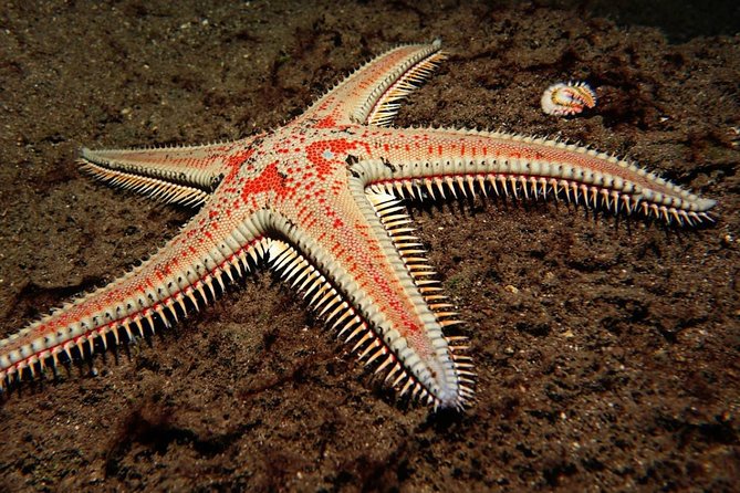 Try Dive - PADI Discover Scuba Diving in Tenerife - Entering the water for your first underwater session