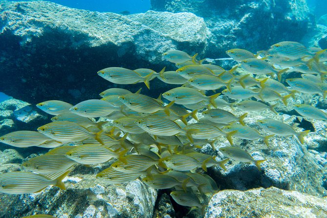 Try Dive - PADI Discover Scuba Diving in Tenerife - The value of the $156.07 price