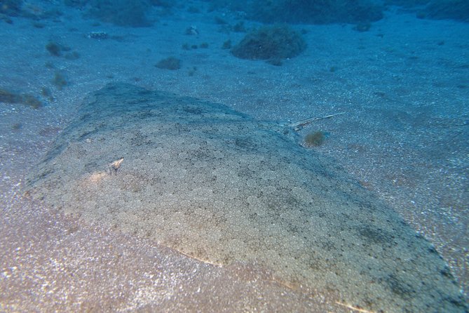 Try Dive - PADI Discover Scuba Diving in Tenerife - Who will enjoy this most