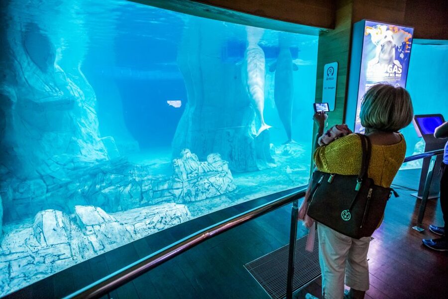 Valencia: Oceanogràfic Entry Ticket - Walk through the underwater tunnel with sharks overhead