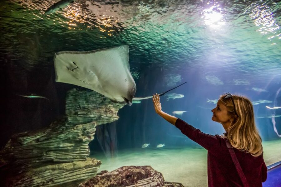 Valencia: Oceanogràfic Entry Ticket - Meet belugas, walruses, penguins, and jellyfish