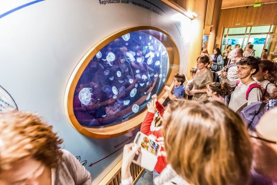Valencia: Oceanogràfic Entry Ticket - Set aside time for the dolphinarium