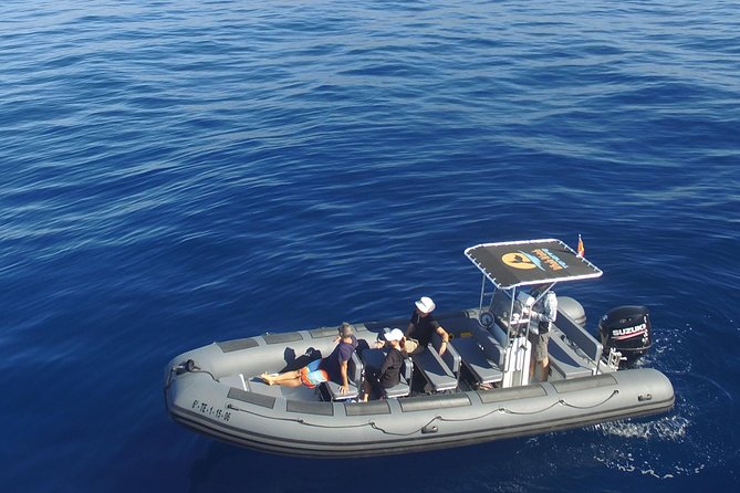 Whale Watching Eco-Adventure from Costa Adeje - Why this Costa Adeje whale trip is worth considering