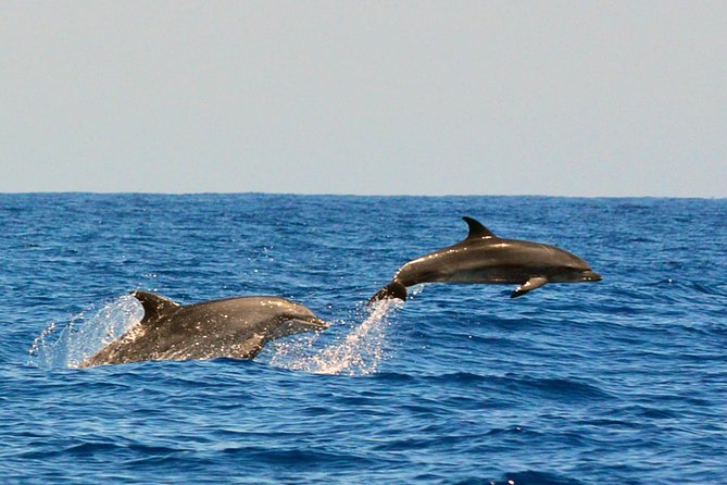 Whale Watching Eco-Adventure from Costa Adeje - Setting out from Puerto Colón Marina