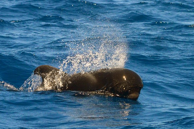 Whale Watching Eco-Adventure from Costa Adeje - John, Ion, and the value of a good guide