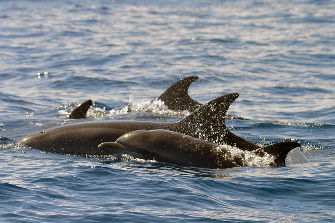 Whale Watching Eco-Adventure from Costa Adeje - Hearing whales through the hydrophone