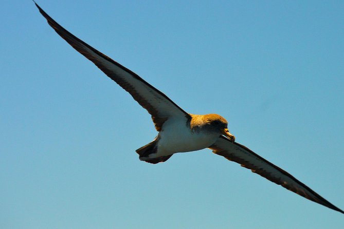 Whale Watching Eco-Adventure from Costa Adeje - Free photos and what you actually receive