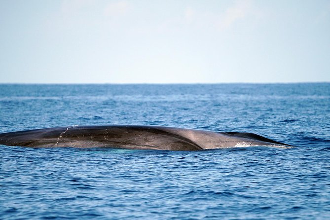 Whale Watching Eco-Adventure from Costa Adeje - Is $72.56 a fair price for two hours?