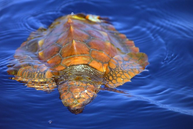 Whale Watching Eco-Adventure from Costa Adeje - Timing, weather, and the limits of wildlife watching