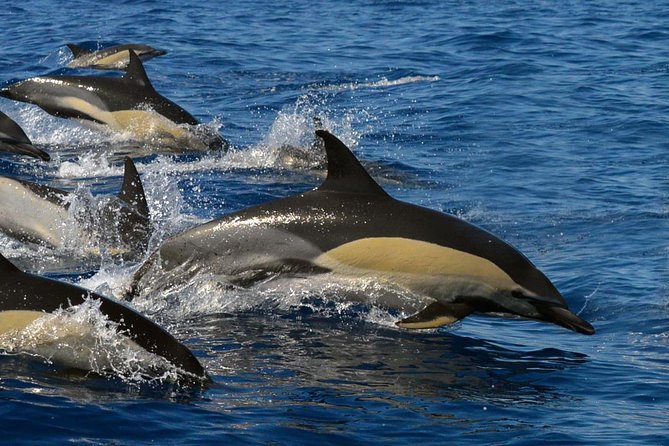 Whale Watching Eco-Adventure from Costa Adeje - A small boat changes the wildlife encounter