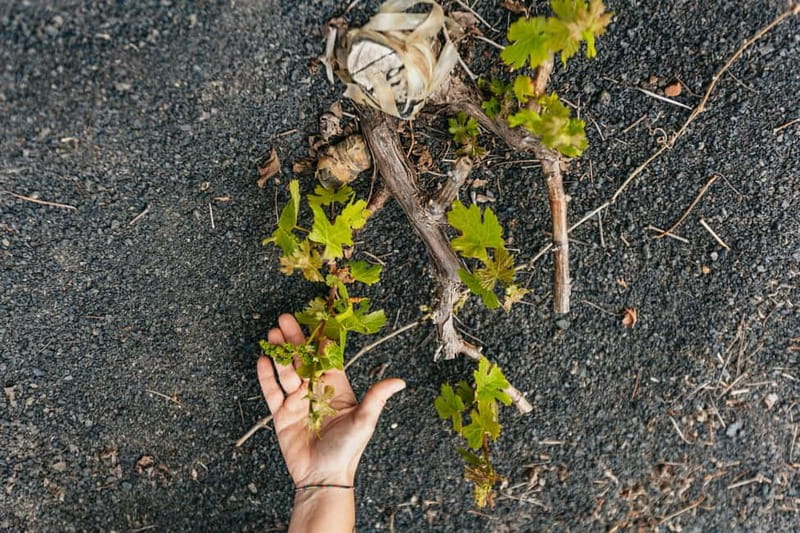 Wine Lovers: Wine Tasting Tour at El Grifo Bodega Lanzarote - The 1775 winery and the small museum